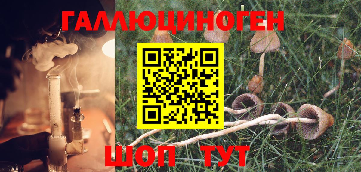 Псилоцибиновые грибы Psilocybine cubensis Боровичи
